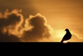 IIP Online Student Photography